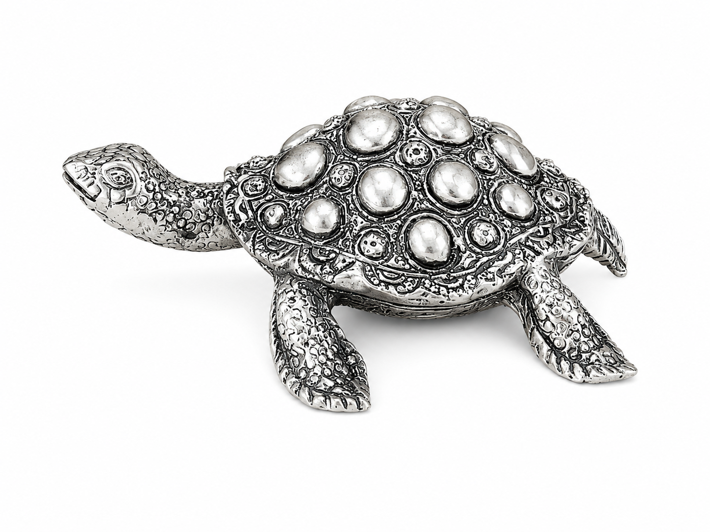 PLAIN TORTOISE — alternate view